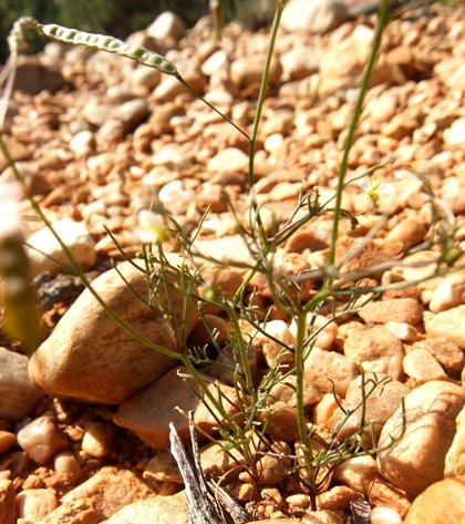 Heliophila pendula