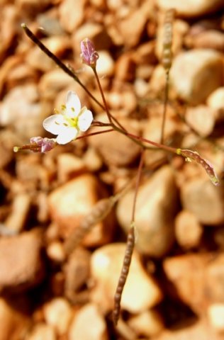 Heliophila pendula flower and fruit