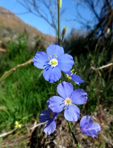 Heliophila arenaria