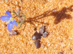 Heliophila africana