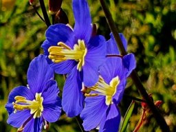 Heliophila africana taking blue to another level