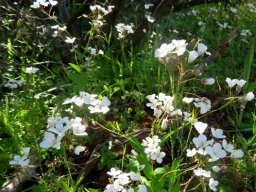 Heliophila amplexicaulis