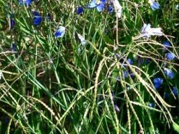 Heliophila coronopifolia