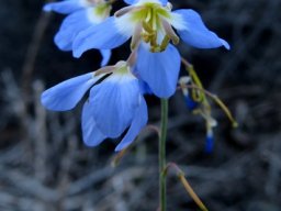 Heliophila coronopifolia inflorescence