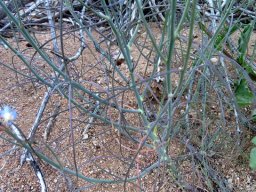 Heliophila coronopifolia stems and leaves