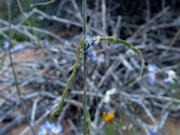 Heliophila coronopifolia pods