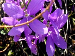 Heliophila juncea flower