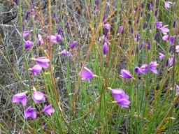 Heliophila juncea few-flowered
