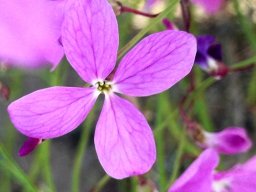 Heliophila juncea pink flower
