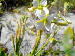 Heliophila linearis var. reticulata flowering