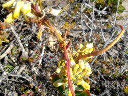 Heliophila linearis var. reticulata