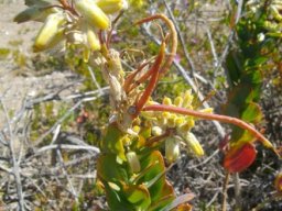 Heliophila linearis var. reticulata buds and ripening fruit
