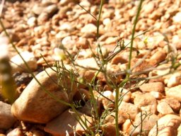 Heliophila pendula