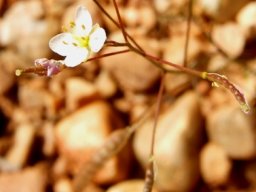 Heliophila pendula flower and fruit