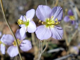 Heliophila suavissima flower