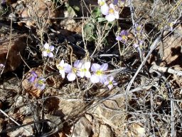 Heliophila suavissima