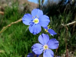 Heliophila arenaria