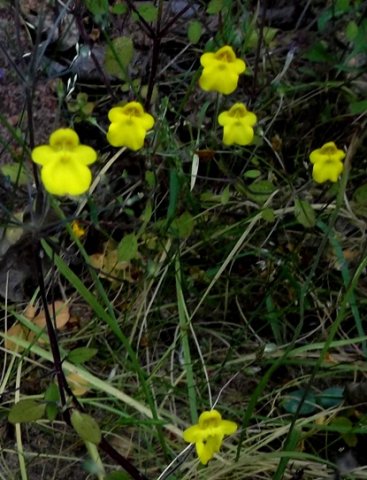 Hemimeris racemosa