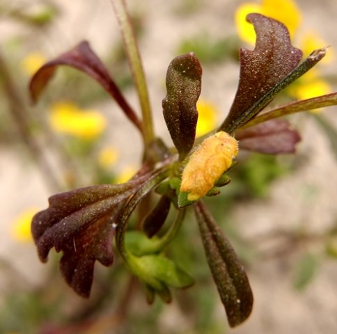 Hemimeris sabulosa leaves and withered flower