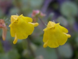 Hemimeris gracilis