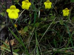 Hemimeris racemosa