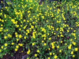 Hemimeris racemosa festive gathering