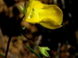 Hemimeris sabulosa flower