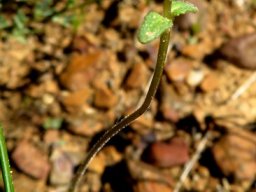 Hemimeris sabulosa small stem-leaves