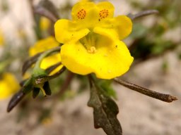 Hemimeris sabulosa flower