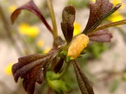 Hemimeris sabulosa leaves and withered flower