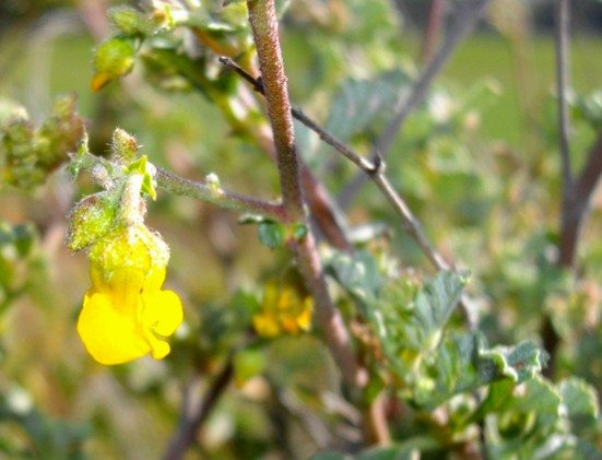 Hermannia  alnifolia flower