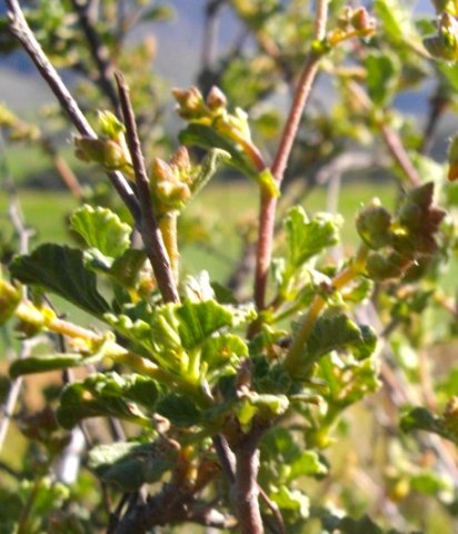 Hermannia  alnifolia