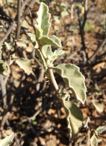 Hermannia althaeifolia leaves