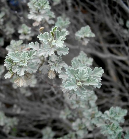 Hermannia desertorum leaves