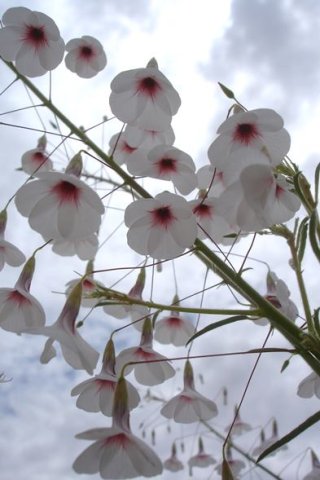 Hermannia amabilis flowers