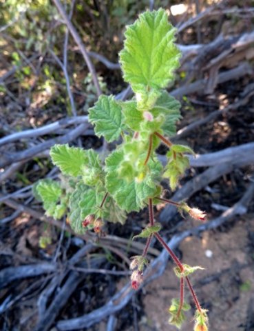 Hermannia aspera leaves and young stem