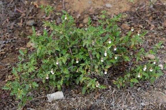 Hermannia cernua sprawling
