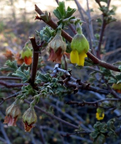 Hermannia cuneifolia flowers in shades of age