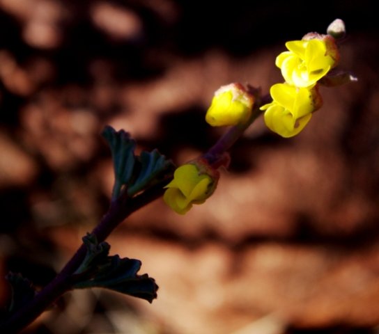 Hermannia desertorum flowers