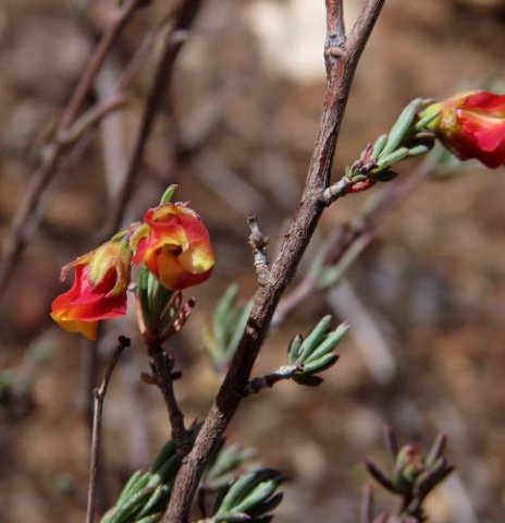 Hermannia filifolia var. filifolia flowers
