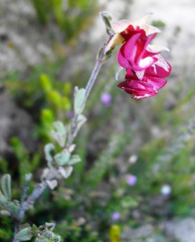 Hermannia flammula flowers