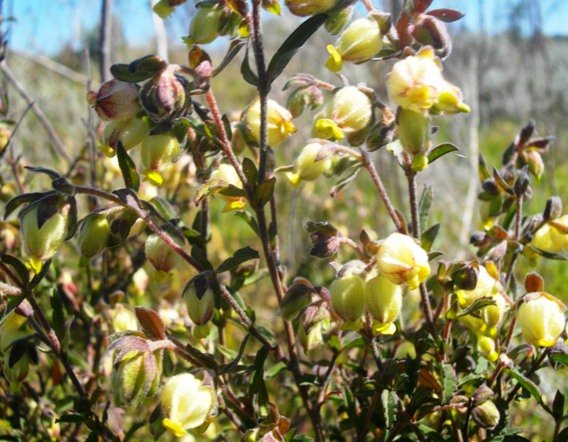 Hermannia hyssopifolia