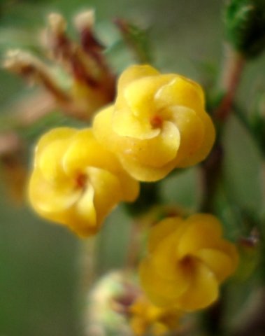 Hermannia joubertiana pollinator selection