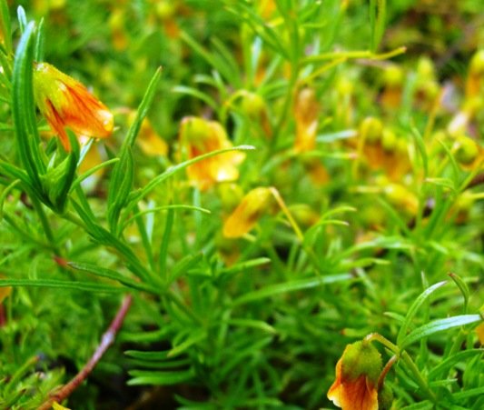 Hermannia pinnata
