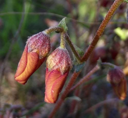Hermannia pulverata older flowers