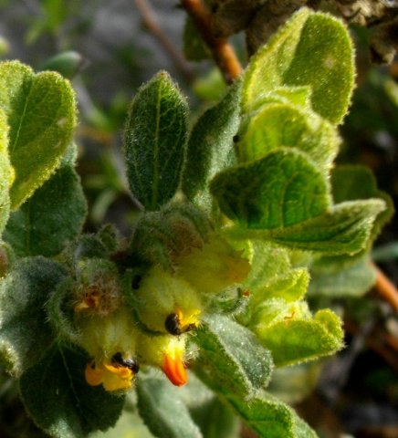 Hermannia salviifolia var. salviifolia both leaf surfaces