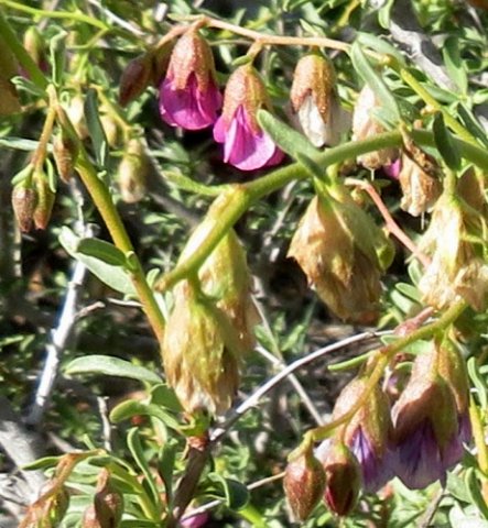 Hermannia trifurca flowers old and young