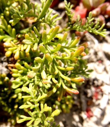 Hermannia succulent species leaves