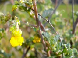 Hermannia  alnifolia flower