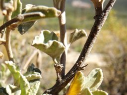 Hermannia althaeifolia stems